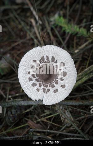 Der Blick von oben auf einen jungen Sonnenschirm-Pilz vor einem verwischten, mit Blättern bedeckten Waldboden Stockfoto