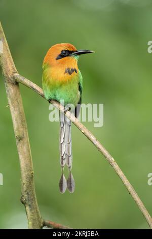 Breite-billed motmot Stockfoto