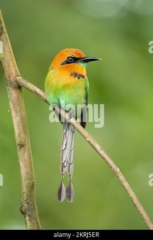 Breite-billed motmot Stockfoto