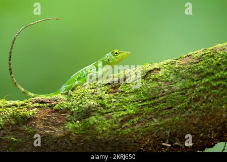 Neotrope grüne Anole Stockfoto