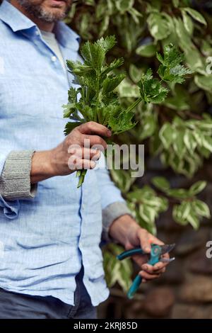 Nahaufnahme von männerhänden mit Gartenschere, die frische Petersilie schneidet. Stockfoto