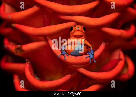 Erdbeergiftfrosch, Erdbeergiftfrosch oder Blaue Jeans Giftfrosch (Oophaga pumilio, früher Dendrobates pumilio) ist eine Froschart Stockfoto