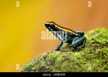 Golfodulceanischer Giftfrosch Stockfoto