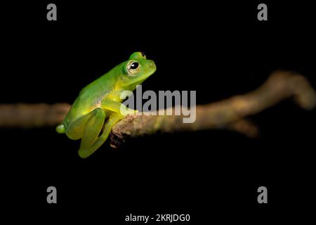 Ein kleiner Cochran-Frosch Stockfoto