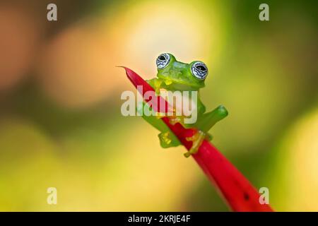 Limon Riesenglasfrosch Stockfoto