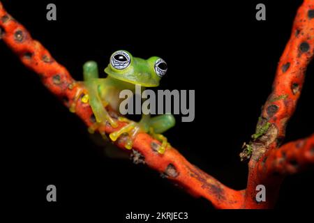 Limon Riesenglasfrosch Stockfoto