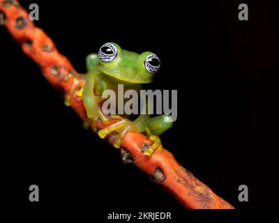 Limon Riesenglasfrosch Stockfoto