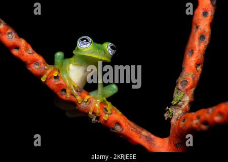Limon Riesenglasfrosch Stockfoto
