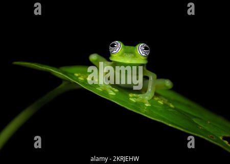 Limon Riesenglasfrosch Stockfoto