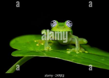 Limon Riesenglasfrosch Stockfoto