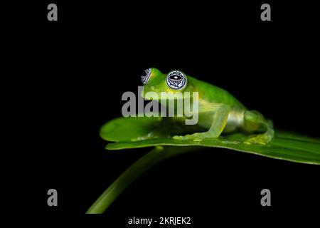 Limon Riesenglasfrosch Stockfoto