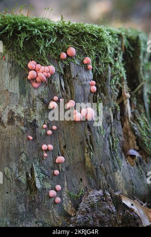 Lycogala aus Holz, Lycogala epidendrum, gemeinhin bekannt als Wolfsmilch. Kleine, helle Pilze - Schleim wächst auf halbfaulen Stümpfen. Stockfoto