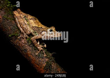 Boulenders schnüffelnder Baumfrosch Stockfoto