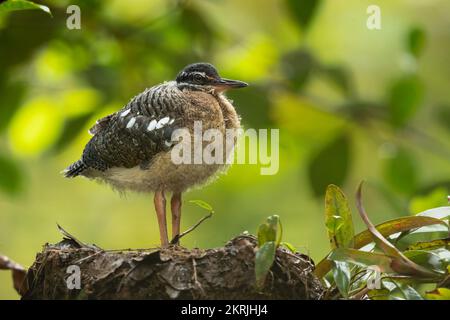 Sunbittern Stockfoto