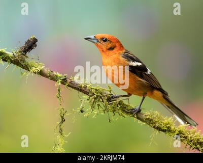 Flamme - farbige Tanager Stockfoto