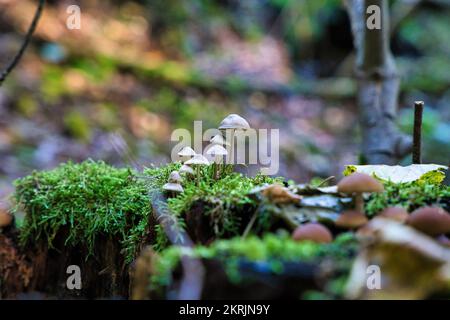 Tufted Toughshank, Gymnopus confluens, junge Bühne, verschwommener Hintergrund Deutschland Stockfoto