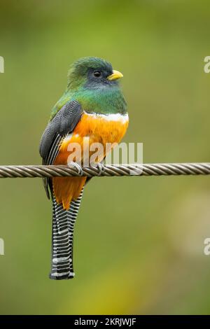 Ein Trogon mit Kragen Stockfoto