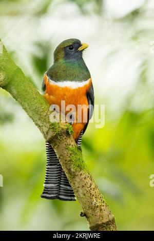 Ein Trogon mit Kragen Stockfoto