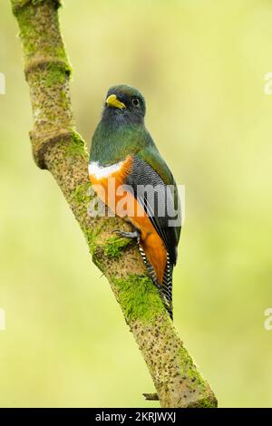 Ein Trogon mit Kragen Stockfoto