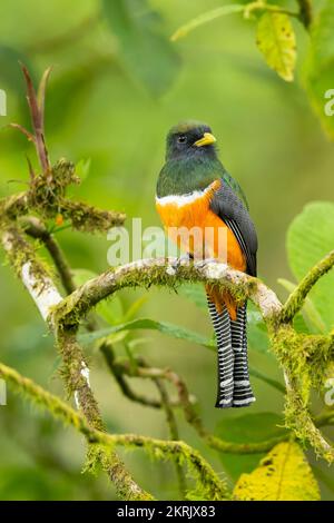 Ein Trogon mit Kragen Stockfoto