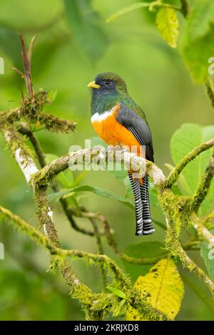 Ein Trogon mit Kragen Stockfoto