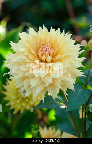 Dahlia „Hamari Gold“, Riesige Dekorative Dahlia Stockfoto