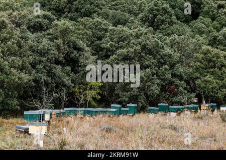 Grüne Holzbienenstöcke auf trockenem Gras in der Nähe von üppigen Bäumen an sonnigen Tagen in der Bienenkammer Stockfoto