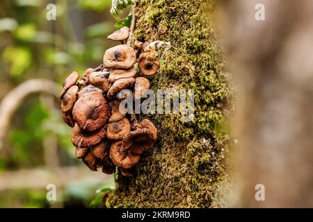 Ein Haufen armillaria-Pilze, die am Herbsttag im Wald auf moosem Baumstamm wachsen Stockfoto