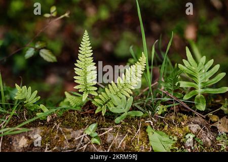 Grüne Farnblätter, die am Herbsttag auf unscharfem Waldhintergrund wachsen Stockfoto