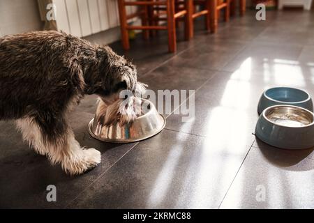 Von oben vom flauschigen Miniaturschnauzer, der Hundefutter aus einer Metallschüssel in einer sonnigen, geräumigen Küche isst Stockfoto