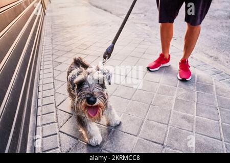 Von oben gekürzter, nicht wiedererkennbarer männlicher Sportler in roter Sportbekleidung, der neben grauem Metalltor mit niedlichem Miniatur-Schnauzer an der Leine läuft Stockfoto