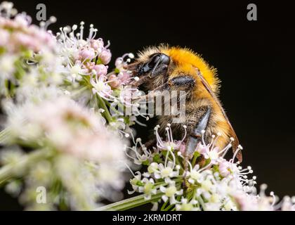 Nahaufnahme der gewöhnlichen Carder Bee (Bombus Pascuorum) Stockfoto