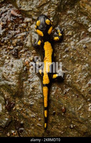 Von oben sehen Sie den jungen Salamander auf felsigem Boden Stockfoto