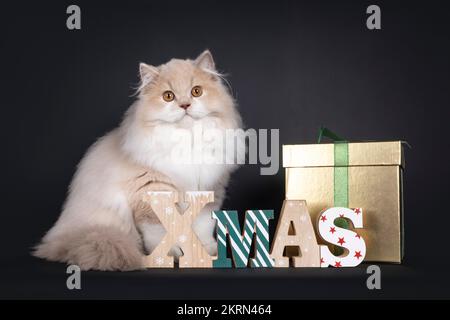 Seltener männlicher Tortie, britischer Longhair-Kätzchen, sitzt seitlich hinter hölzernen Xmas-Text und goldener Geschenkbox. Ich schaue in die Kamera. Isoliert ein Stockfoto