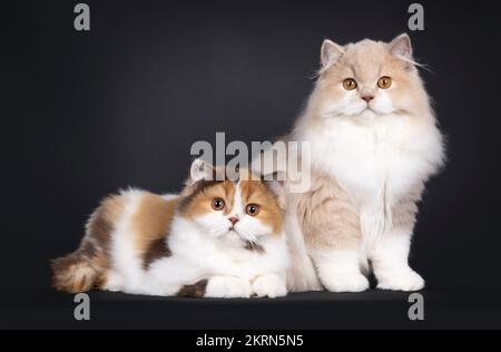 Süße britische Longhair-Katzenkätzchen, die nebeneinander sitzen und sich hinlegen. Ich schaue in die Kamera. Isoliert auf schwarzem Hintergrund. Stockfoto