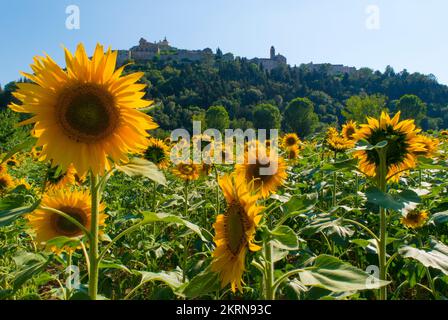 Amelia (Italien) - Ein Blick auf das schöne historische Zentrum in Stein mit Sonnenblumen über dem Hügel, mit vielen Gassen, in der Provinz Terni, Umbrien. Stockfoto