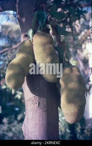 Die Jackfrucht (Artocarpus heterophyllus), auch bekannt als Jack Tree, ist eine Art von Baum in der Feigenfamilie, Maulbeere und Brotfrucht Familie. Ihr Ursprung liegt in der Region zwischen den westlichen Ghats Südindiens, ganz Bangladesch, Sri Lanka und den Regenwäldern der Philippinen, Indonesiens und Malaysias. Stockfoto