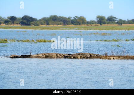 Nilkrokodile (Crocodylus niloticus) Sonnenbaden in der Gruppe auf einer Insel. Seitenansicht. Chobe River, Chobe National Park, Kasane, Botswana, Afrika Stockfoto