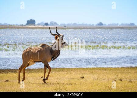 Kudu männliches Tier mit großem Geweih überquert den Chobe-Fluss von links nach rechts. Chobe-Nationalpark, Botsuana, Afrika Stockfoto