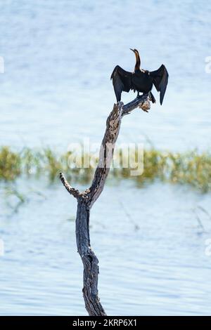 Afrikanische Darter-(Anhinga rufa-)Silhouette. Der Vogel sitzt auf dem toten Baum und trocknet seine offenen Flügel. Chobe-Nationalpark, Botsuana, Afrika Stockfoto