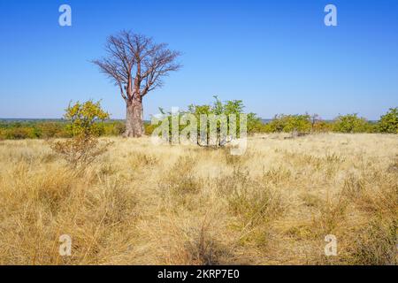 Baobab Tree (Adansonia digitata) steht im Buschland. Victoria Falls, Simbabwe, Afrika Stockfoto