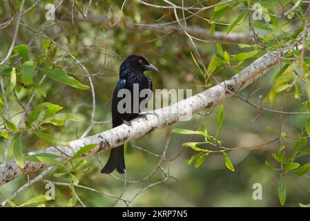 Drongo in Queensland, Australien Stockfoto