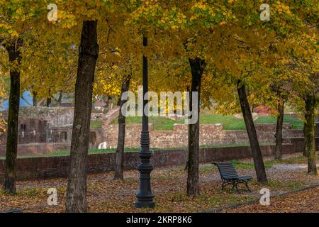 Eine einsame Bank an den alten Mauern von Lucca, Italien, unter Bäumen, die im Herbst farbenfrohe Blätter verlieren Stockfoto