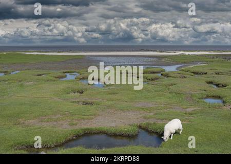 Salzmarsch und weiße Muschelbank im Hintergrund, Stufhusen, Eiderstedt Halbinsel, Nordsee, Nordfriesien, Deutschland Stockfoto