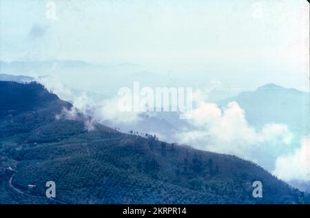 Teegärten in Darjeeling, Westbengalen, Indien Stockfoto