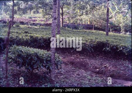 Teegarten und Seen im Bundesstaat Munnar, Kerala, liegen auf einer Höhe von 8000 m über dem Meeresspiegel. Diese orthodoxen Teeplantagen in Munnar behaupten, eine der höchsten der Welt zu sein und sind berühmt für ihren aromatischen Tee. Es ist auch bekannt für Schokolade und aromatisierte Gewürze. Stockfoto