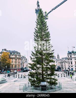 London UK 29. November 2022 die letzten Vorbereitungen für die Beleuchtung des Trafalgar Square jährlichen Geschenks der Nation Norwegen an England für ihre Hilfe während des zweiten Weltkriegs, Christmas Tree.Paul Quezada-Neiman/Alamy Live News Stockfoto