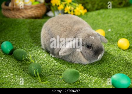 Osterhase, der in der Nähe von Ostereiern sitzt, grünes Gras. Niedlichen bunten Hasen, grünen Hintergrund, Frühlingsurlaub, Symbol für Ostern, Kaninchen kriechen auf dem g Stockfoto