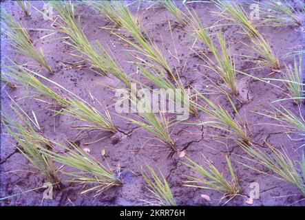 Oryza sativa, gemeinhin als asiatischer Reis oder Indica-Reis bekannt, ist die Pflanzenart, die im Englischen am häufigsten als Reis bezeichnet wird. Es handelt sich um die Art von gezüchtetem Reis, dessen Anbau weltweit am häufigsten ist, und wurde vor 13.500 bis 8.200 Jahren erstmals im Einzugsgebiet des Jangtse in China domestiziert. Als Getreidegetreide ist domestizierter Reis das am häufigsten konsumierte Grundnahrungsmittel für mehr als die Hälfte der Weltbevölkerung, Reis ist die wichtigste Nahrungsmittelpflanze im Hinblick auf die menschliche Ernährung und die Kalorienaufnahme.die traditionelle Methode zum Anbau von Reis überflutet die Felder. Stockfoto