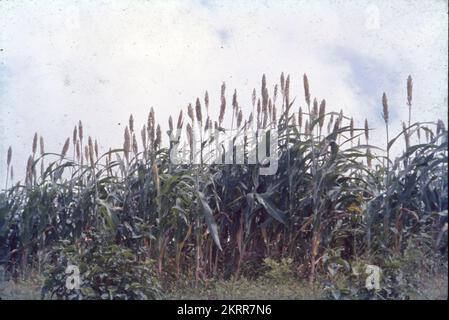 Jowar wird gemeinhin unter verschiedenen Namen in ganz Indien genannt - Jwaarie, Jowar, jola oder Jondhalaa und wird zur Herstellung von Bhakri, Jowar Roti oder Jolada rotti verwendet. Sein englischer Name Sorghum stammt aus der Familie, der es gehört, Sorghum Vulgare. Jowar wird in Asien und Afrika extensiv angebaut und ist eine Grundnahrungsquelle in trockenen Gebieten, die auch keine besondere Sorgfalt für den Anbau benötigen. Es gibt 30 Sorten von Sorghum, von denen nur eine für den menschlichen Verzehr verwendet wird. Es ist das 5.. Wichtigste Getreide der Welt. Stockfoto